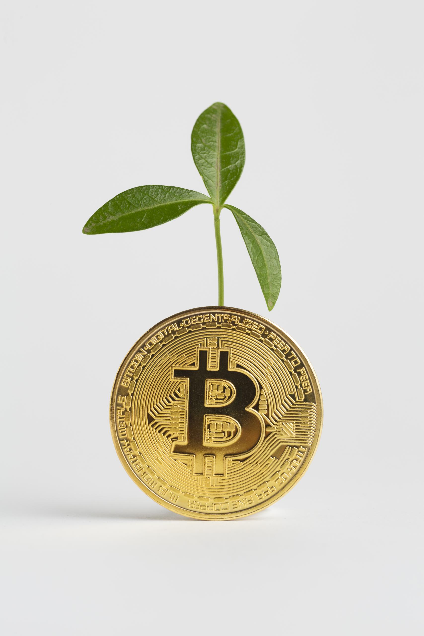 Mitä tehdä äskettäin hankkimallesi kryptovaluutalle?